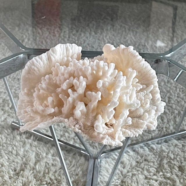 Vintage Natural Merulina White Coral Specimen For Sale In Chicago - Image 6 of 13
