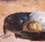 Pair of 19th Century French Pendant Cat Oil on Canvas Paintings Signed A. Pernot For Sale - Image 9 of 18