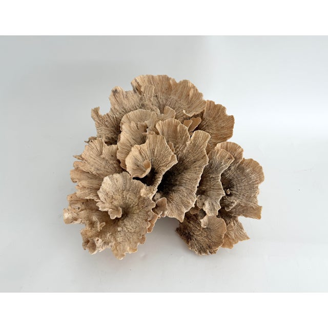 Tan Exceptional Natural Unbleached Poca Coral Specimen For Sale - Image 8 of 8