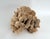 Tan Exceptional Natural Unbleached Poca Coral Specimen For Sale - Image 8 of 8