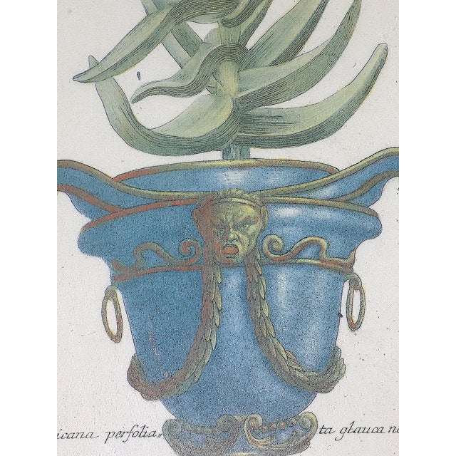 Weinmann Antique 18th Century Johann Wilhelm Weinmann Folio Size Framed Hand Colored Mezzotints "Aloe Africana" - A Pair For Sale - Image 4 of 9