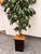 Black Faux Mango Tree + Tapered Black Planter For Sale - Image 8 of 12