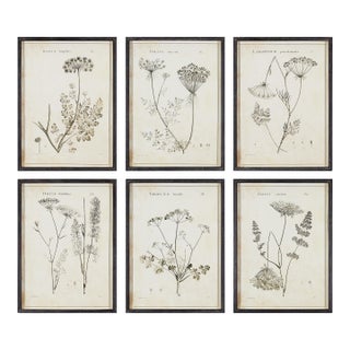 Wildflower Study, Set Of 6 For Sale