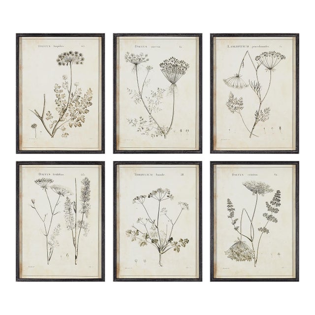 Wildflower Study, Set Of 6 For Sale