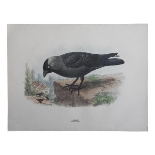 Antique Bird Lithograph - Jackdaw For Sale