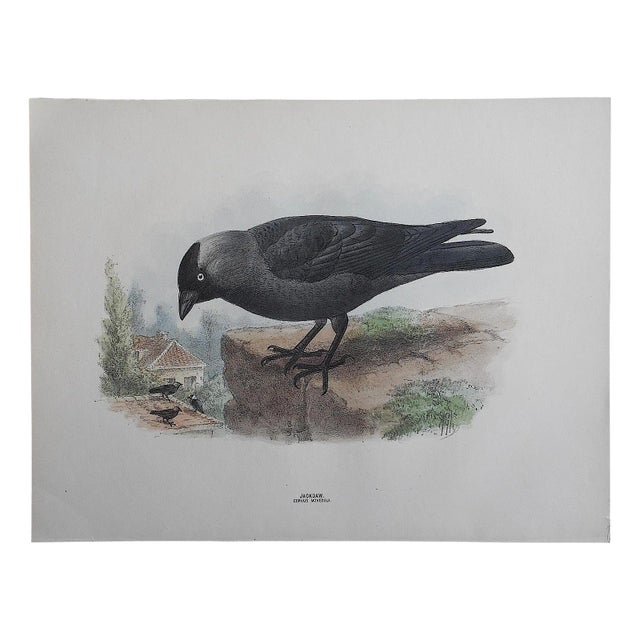 Antique Bird Lithograph - Jackdaw For Sale