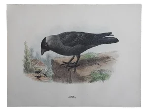 Antique Bird Lithograph - Jackdaw