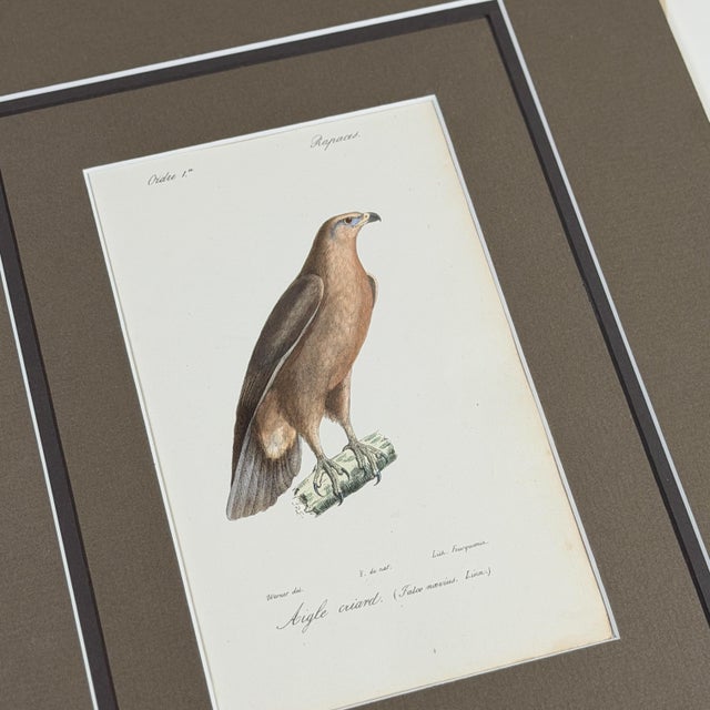 1828 French Raptor Gallery by Jean-Charles Werner | Set of 6 Hand-Colored Lithographs, Framed For Sale - Image 11 of 12