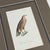 1828 French Raptor Gallery by Jean-Charles Werner | Set of 6 Hand-Colored Lithographs, Framed For Sale - Image 11 of 12