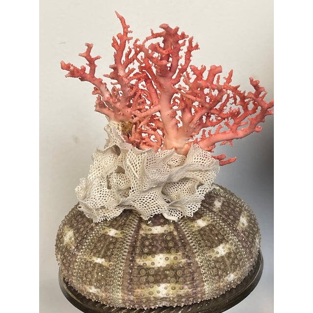 Shell 1970s Pair Ted Mediterranean Coral Branches on Urchins Assemblage For Sale - Image 7 of 7