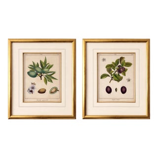 18th Century French Hand-Colored Botanical Fruit Engravings – Almond & Plum – Framed Pai For Sale
