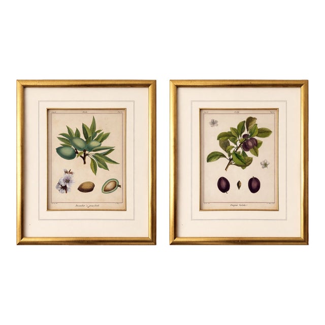 18th Century French Hand-Colored Botanical Fruit Engravings – Almond & Plum – Framed Pai For Sale