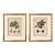 18th Century French Hand-Colored Botanical Fruit Engravings – Almond & Plum – Framed Pai For Sale
