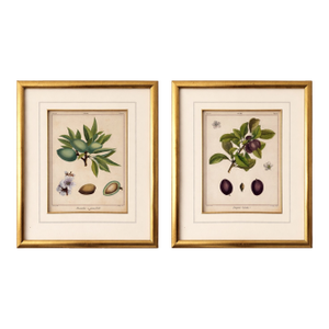 18th Century French Hand-Colored Botanical Fruit Engravings – Almond & Plum – Framed Pai