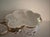 Ceramic Capodimonte Vintage Bernini Footed Porcelain Bowl Gilded With Cherubs For Sale - Image 7 of 9