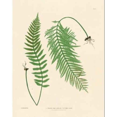 Illustration Botanical Ferns by Henry Bradbury- Plates 1-9 - Set of 9 For Sale - Image 3 of 10