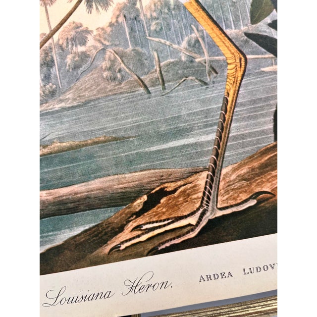 John James Audubon 1964 Audubon Folio Original Lithograph Great Bird Paintings - "Louisiana Heron" 14x17 For Sale - Image 4 of 6