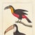 French Toco Toucan Lithograph, 1828 | Hand-Colored Antique Bird Print, Buffon For Sale - Image 3 of 5