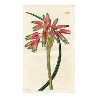 1822, Aloe Botanical Print, Curtis's Botanical Magazine, Original Antique Botanical Print, Engraving, England For Sale
