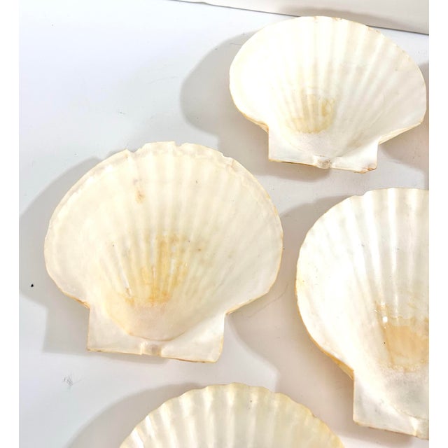 Mid Century Natural Seashell Clam Shell Appetizer Plates - Set of 7 For Sale In Louisville - Image 6 of 12