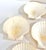 Mid Century Natural Seashell Clam Shell Appetizer Plates - Set of 7 For Sale In Louisville - Image 6 of 12