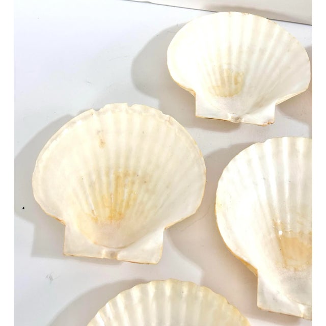 Vintage Natural Scallop Shell Appetizer Plates – Coastal Entertaining Seafood Serving Set (7) For Sale In Louisville - Image 6 of 12
