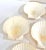 Vintage Natural Scallop Shell Serving Dishes, Coastal Set of 7 For Sale In Louisville - Image 6 of 12
