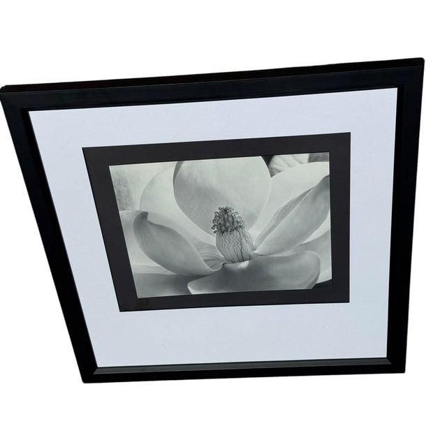 Abstract Imogen Cunningham's Iconic 1925 Black & White Photograph "Magnolia Blossom", Framed For Sale - Image 3 of 10