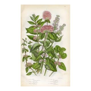 1870s, Mint Botanical Print by Anne Pratt, Original Antique Botanical Print, Lithograph, England For Sale