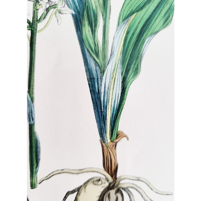 Orchids, 19th Century, Hand Coloured Print Montage For Sale - Image 3 of 13