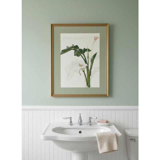 This botanical print, titled "Zantedeschia Aethiopica" (the scientific name for the Calla Lily), is the work of South...
