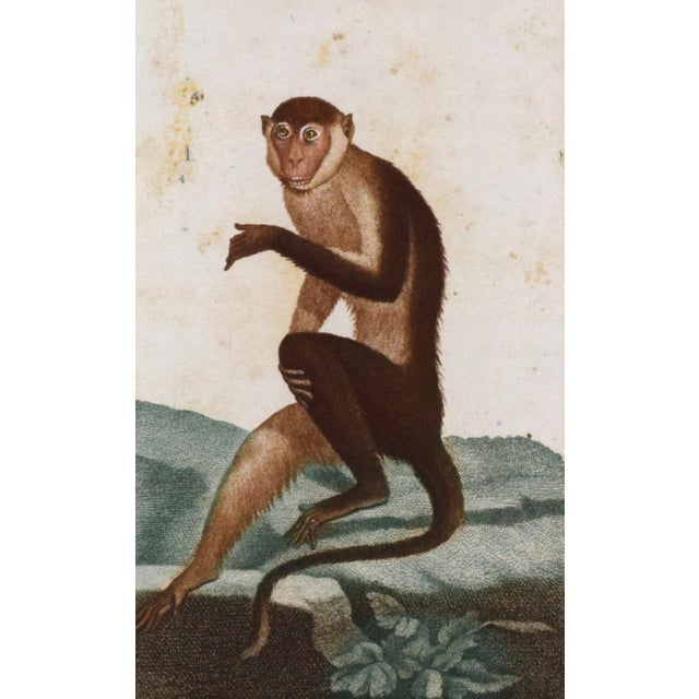 Cream Pair of Original Early 19th Century French Monkey Engravings 1800 For Sale - Image 8 of 8