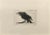 Crow is an Etching realized by Enotrio Pugliese in 1963. Limited edition of 11 copies numbered and signed by the artist....