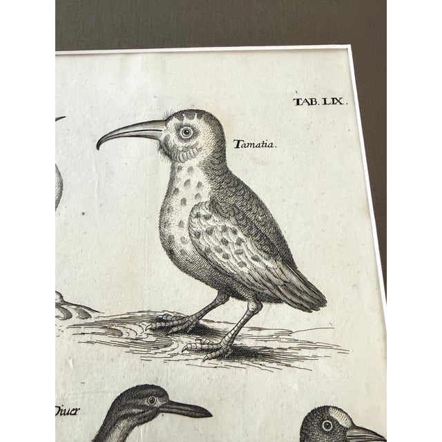 Antique late-17th-century copperplate engraving of shorebirds and water birds from Francis Willughby and John Ray’s...