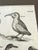 Antique late-17th-century copperplate engraving of shorebirds and water birds from Francis Willughby and John Ray’s...