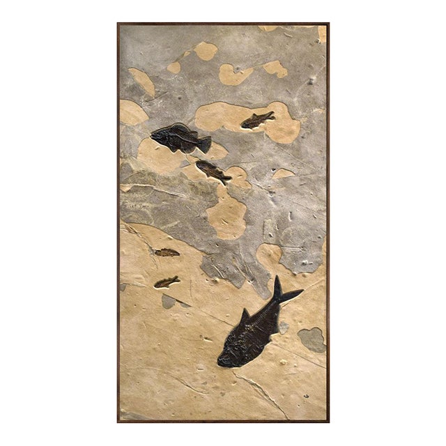 Fossil Fish Mural 5001gm For Sale