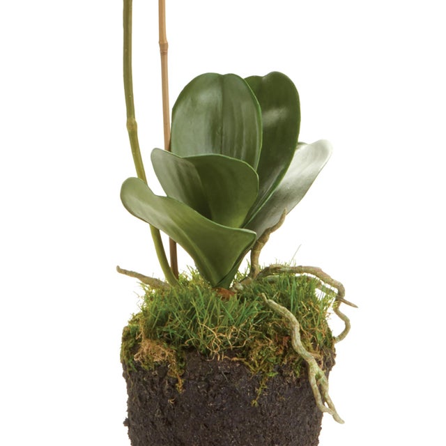 Traditional Phalaenopsis Orchid Drop-In 26" For Sale - Image 3 of 4