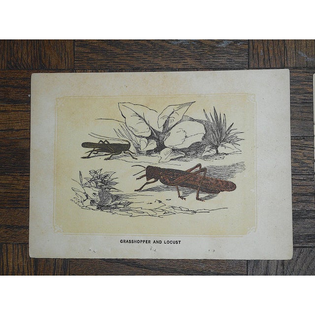 This set of five (5) chromolithographs (each color laid in w/ a separate lithographic stone) depict several varieties of...