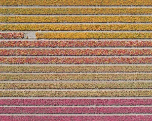 "AV_Tulip_Fileds_016" Contemporary Limited Edition Photography Fine Art Print by Bernhard Lang