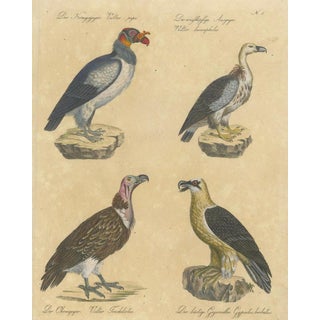 Karl Joseph Brodtmann, King Vulture, Griffon Vulture & Bearded Vulture, 1816, Lithograph For Sale