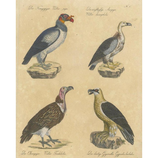 Karl Joseph Brodtmann, King Vulture, Griffon Vulture & Bearded Vulture, 1816, Lithograph For Sale