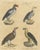 Karl Joseph Brodtmann, King Vulture, Griffon Vulture & Bearded Vulture, 1816, Lithograph For Sale