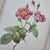 Pierre-Joseph Redouté, Roses, 1950s, Lithographs, Framed, Set of 2 For Sale - Image 14 of 18