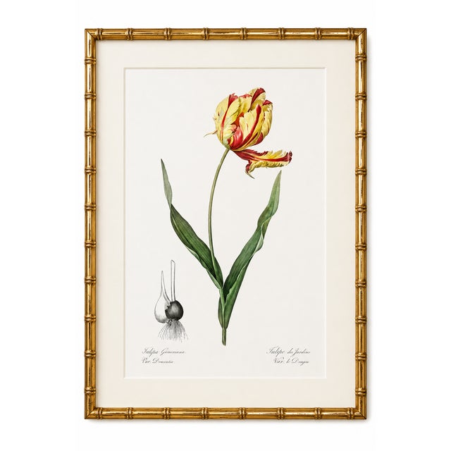 Paper Didier's Tulip by Redouté, Vintage Botanical Art Print, 40" X 60" For Sale - Image 7 of 12