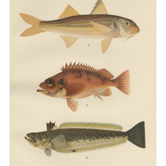 Red mullet, norway redfish, and greater weever - vibrant 19th century fish lithograph this exquisite 19th-century...