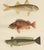 Red mullet, norway redfish, and greater weever - vibrant 19th century fish lithograph this exquisite 19th-century...