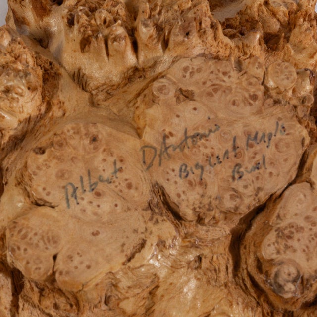 Signed Albert d'Antonio Big Leaf Maple Burl Bowl For Sale - Image 6 of 6