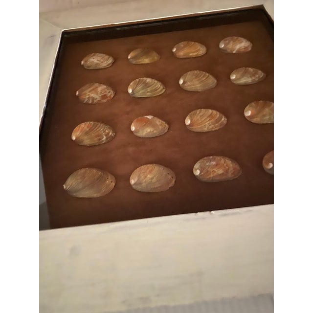 Vintage Coastal Shadow Box Featuring Multiple Abalone Shells. For Sale - Image 11 of 12