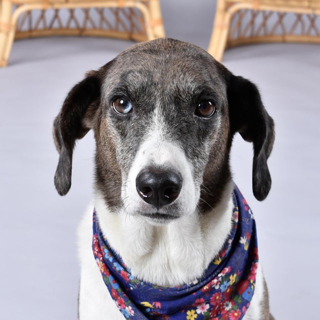Pair of Vintage Trellis Woven Barrel Back Rattan Lounge Chairs For Sale - Image 12 of 17