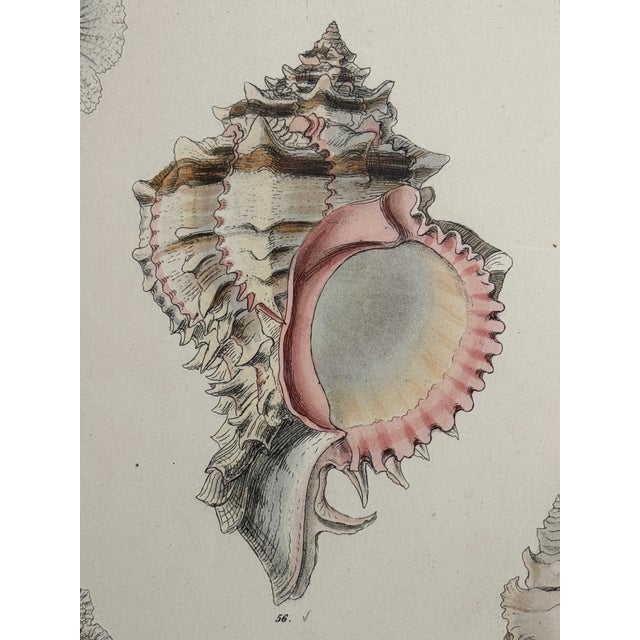 Mid 19th Century Hand-Colored Antique George Sowerby Engraved Plates Ft. Seashells - Set of 6 For Sale - Image 5 of 11